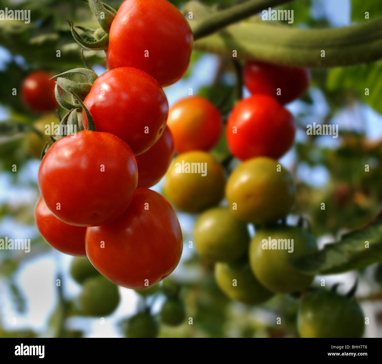 Tomatenpflanze in einem Gewächshaus Stockfoto