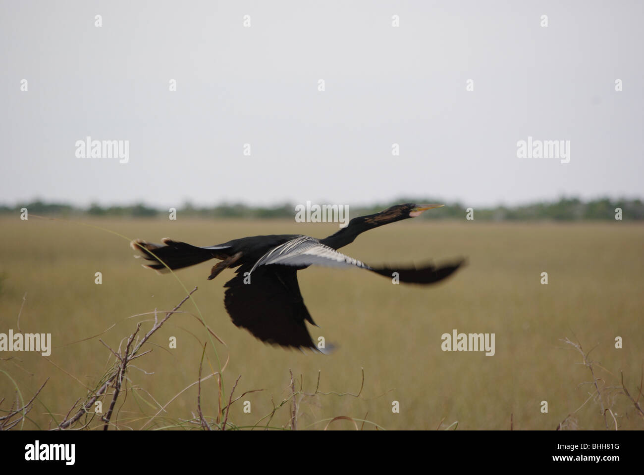 Anhinga (snakebird, American darter) fliegen in den Everglades National Park, Florida, USA Stockfoto