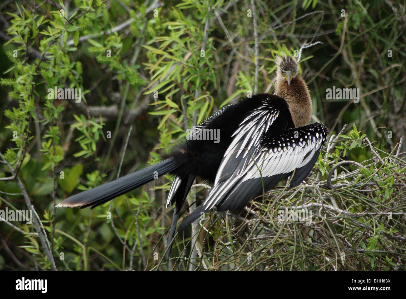 Anhinga (ein Vogel) gefangen Blick auf Fotografen in den Everglades National Park, Florida, USA Stockfoto