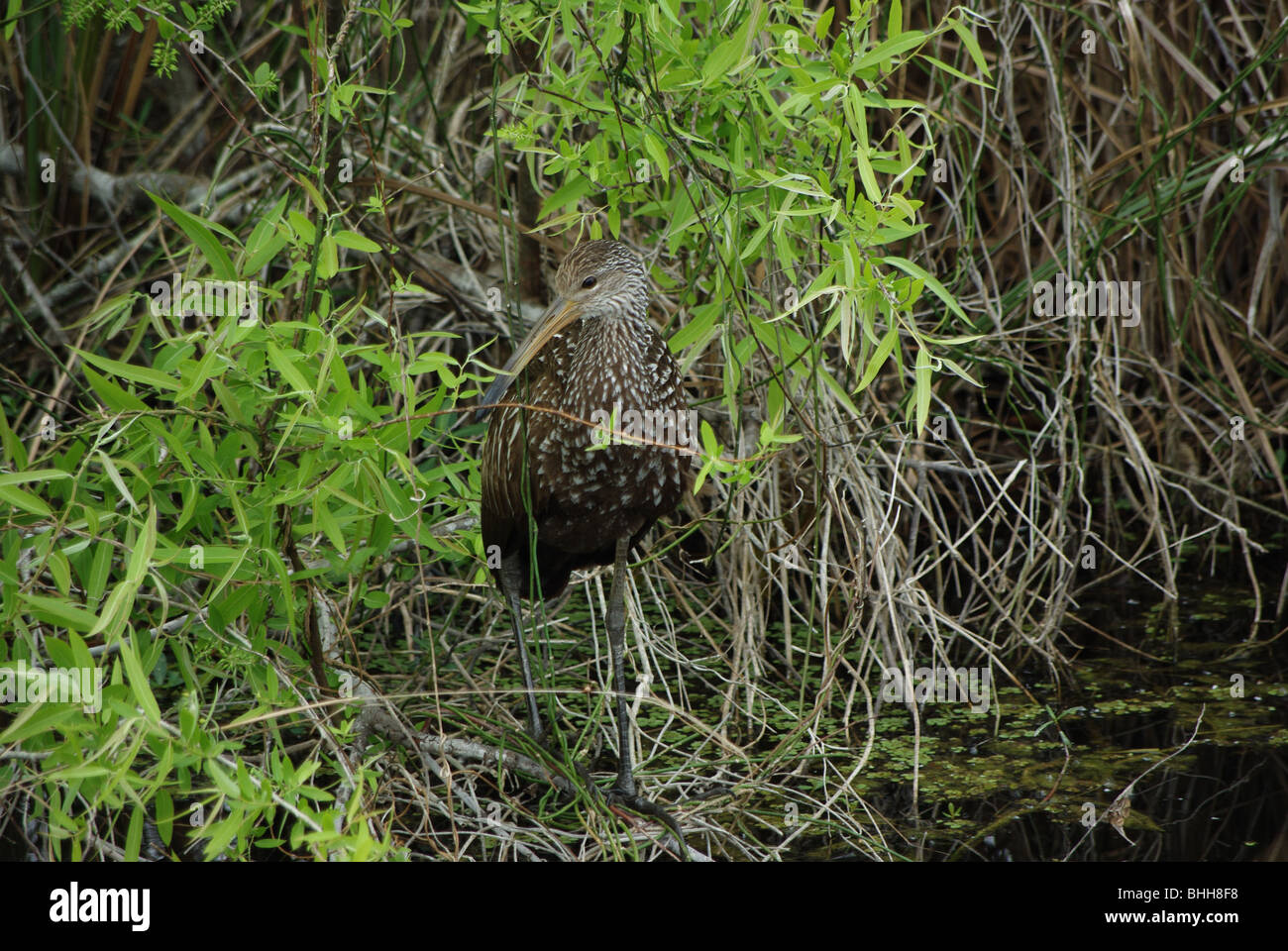 Limpkin (ein Vogel) stehen vom Sumpf in den Everglades National Park, Florida, USA Stockfoto