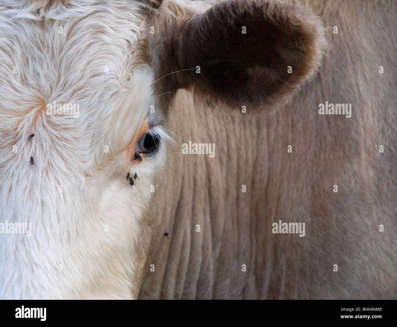 Kuh mit Fliege im Auge Stockfoto