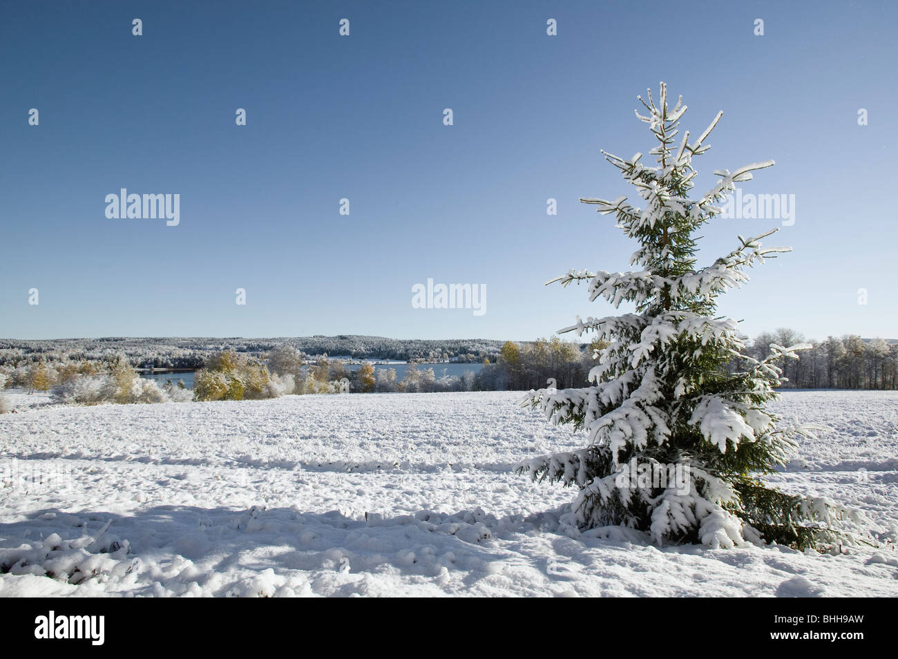 Schneebedeckte Tanne im Winter, Schweden. Stockfoto