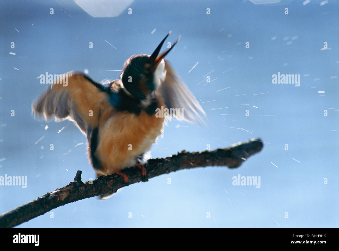 Eisvogel auf einem Ast, Polen. Stockfoto