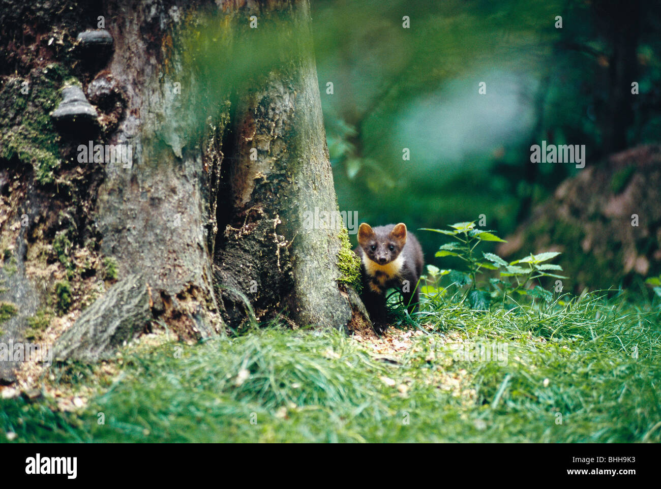 Marder in einem Wald, Schweden. Stockfoto