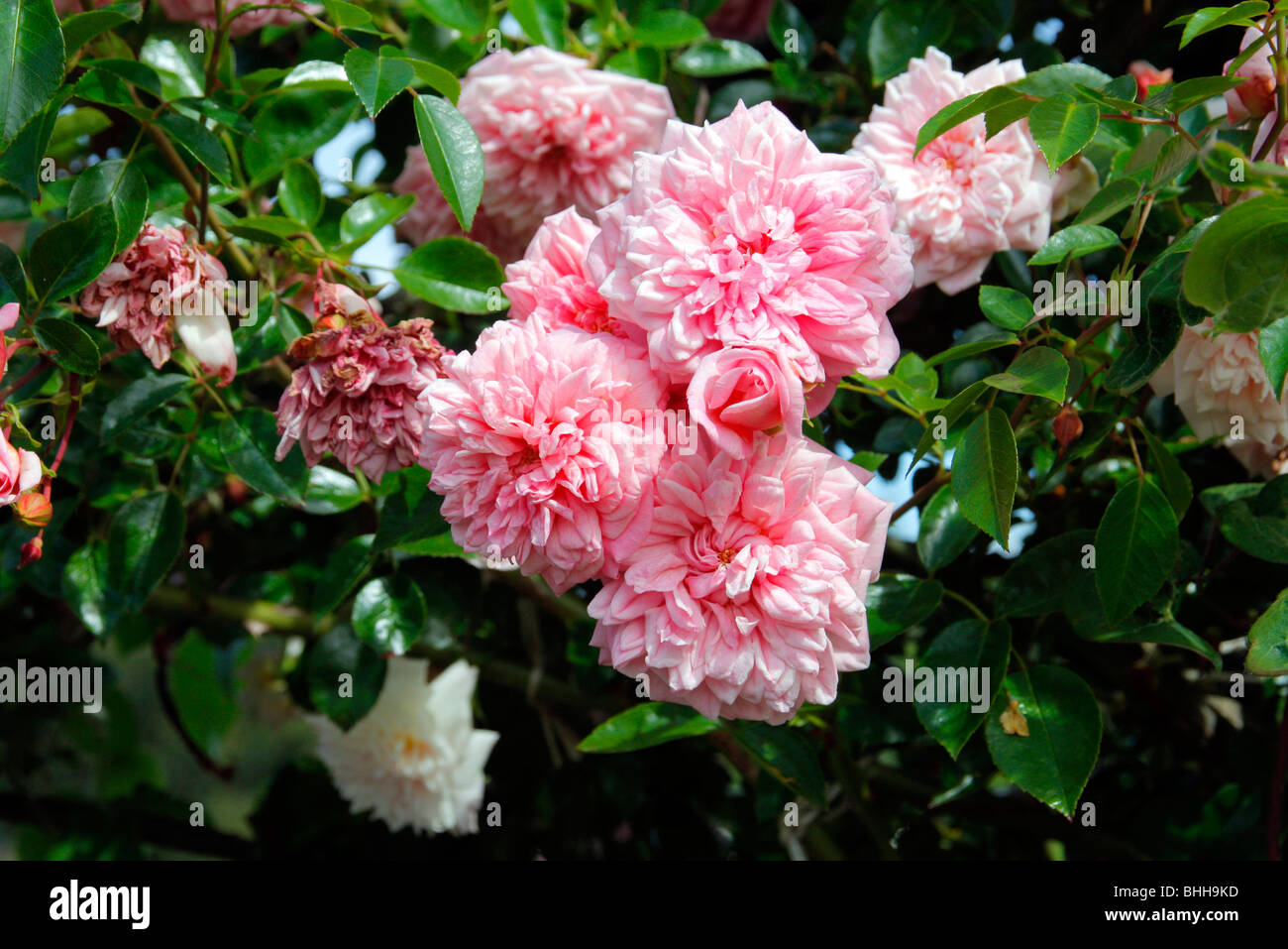 Rosa "Paul Transon" AGM Rambler Rose Stockfoto