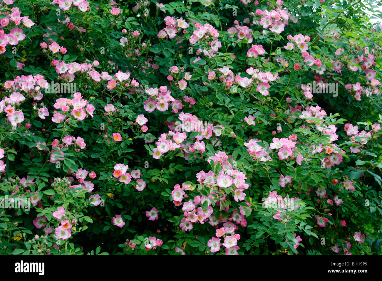 Rosa "Kew Rambler" Stockfoto