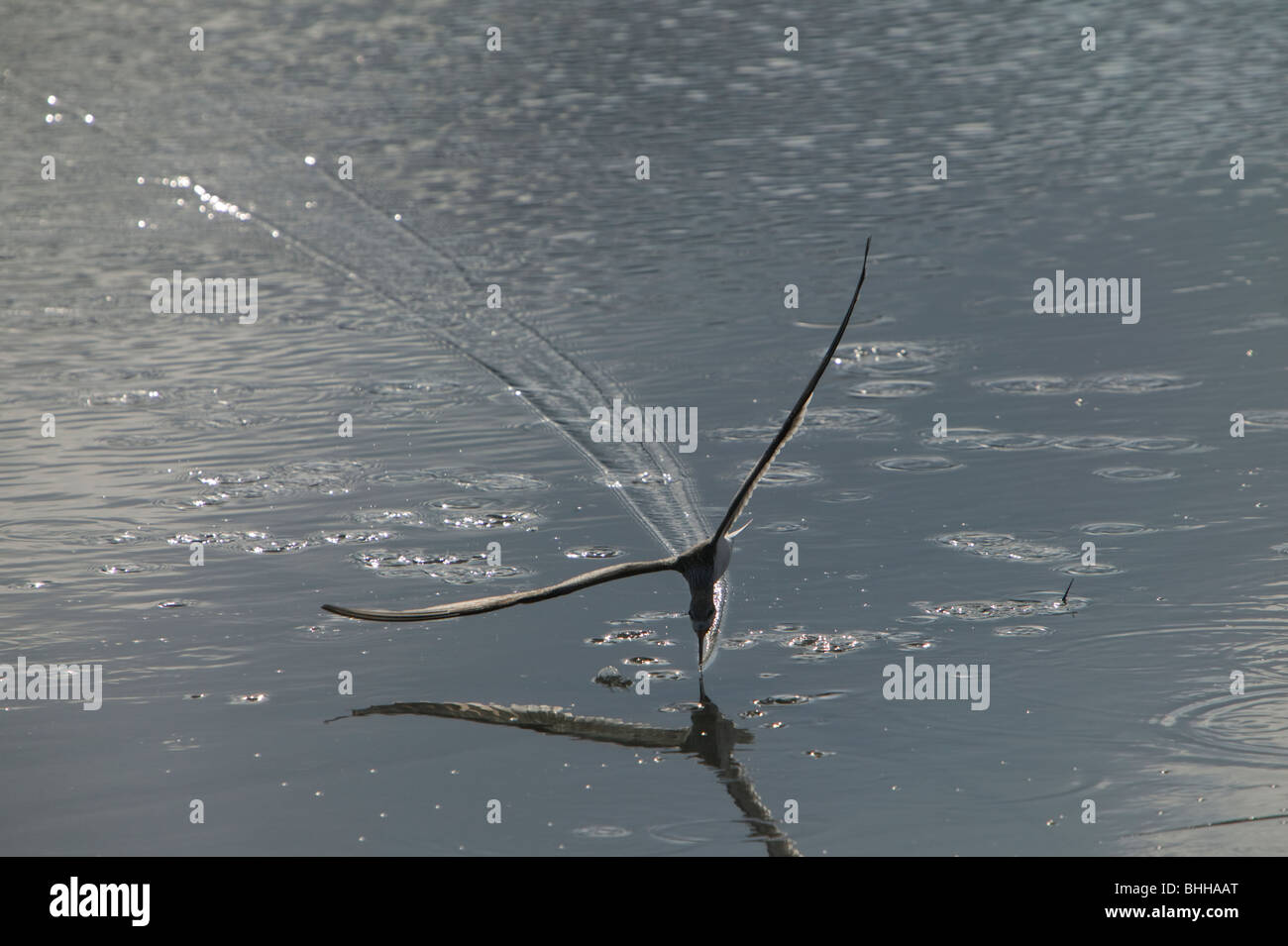 Schwarz-Skimmer auf der Suche nach Nahrung, Huntington Beach State Park, South Carolina, USA. Stockfoto