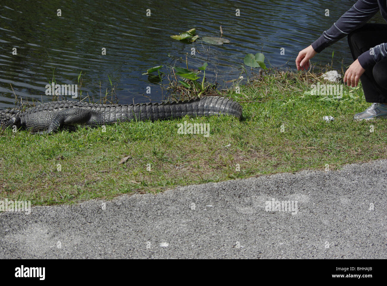 Frau posiert in der Nähe von wilden Alligator in den Everglades National Park, Florida, USA Stockfoto