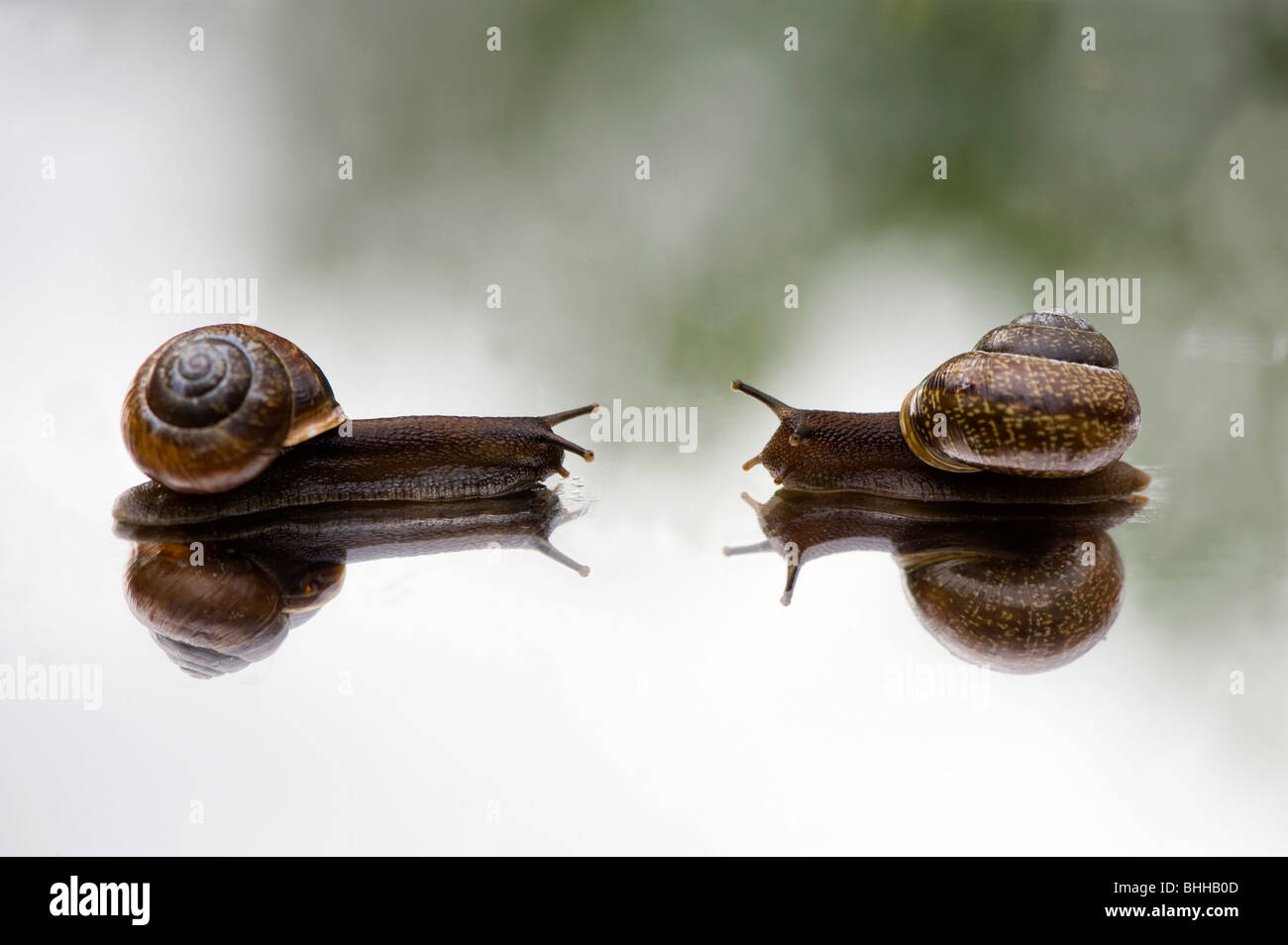 Schnecken auf einem Spiegel, Nahaufnahme, Schweden. Stockfoto