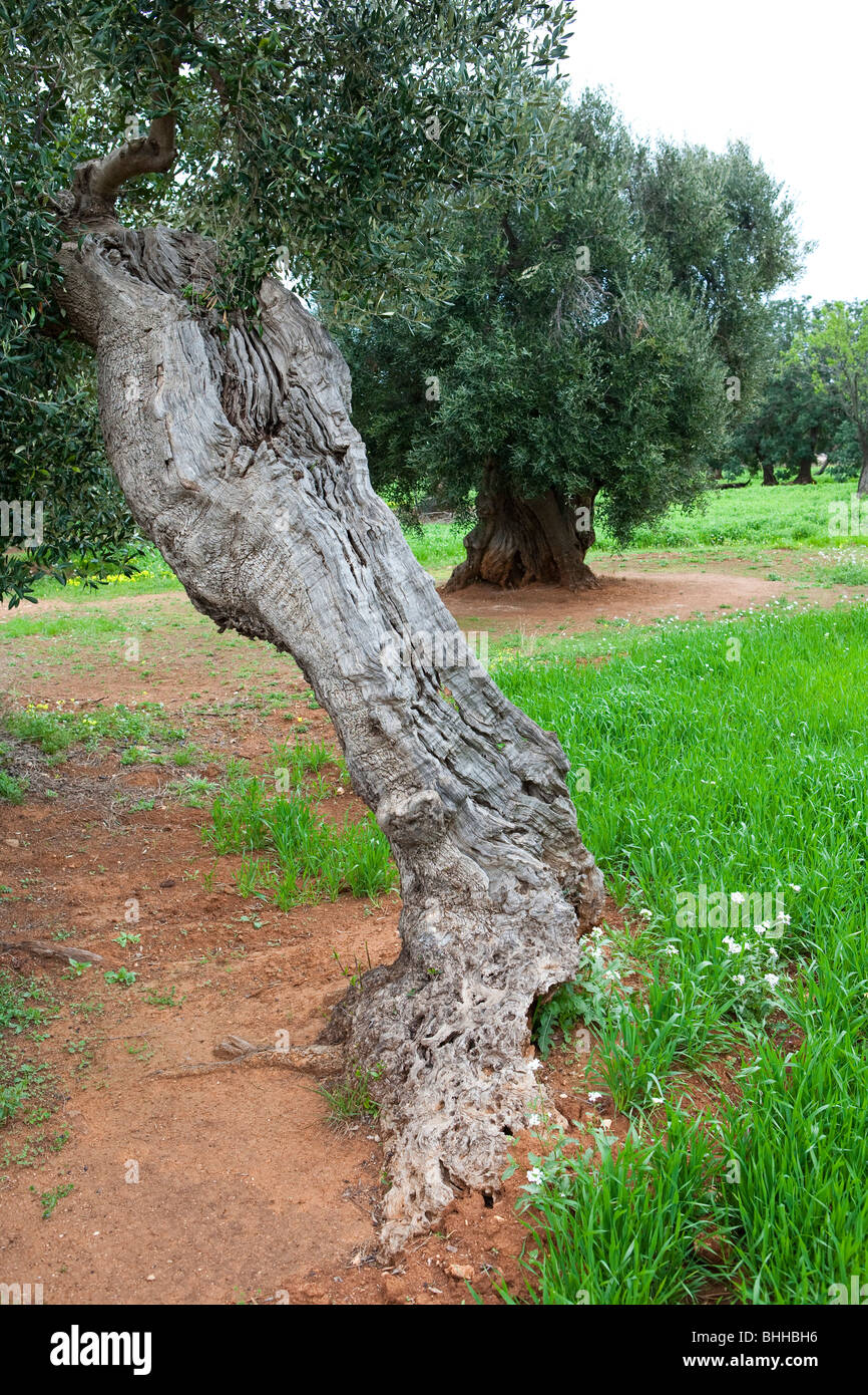 Uralten knorrigen Olivenbaum in Apulien, Italien Stockfotografie Alamy