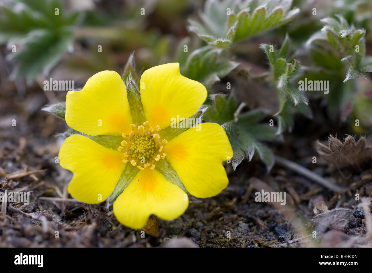 Crowfoot, Spitzbergen, Svalbard, Norwegen. Stockfoto