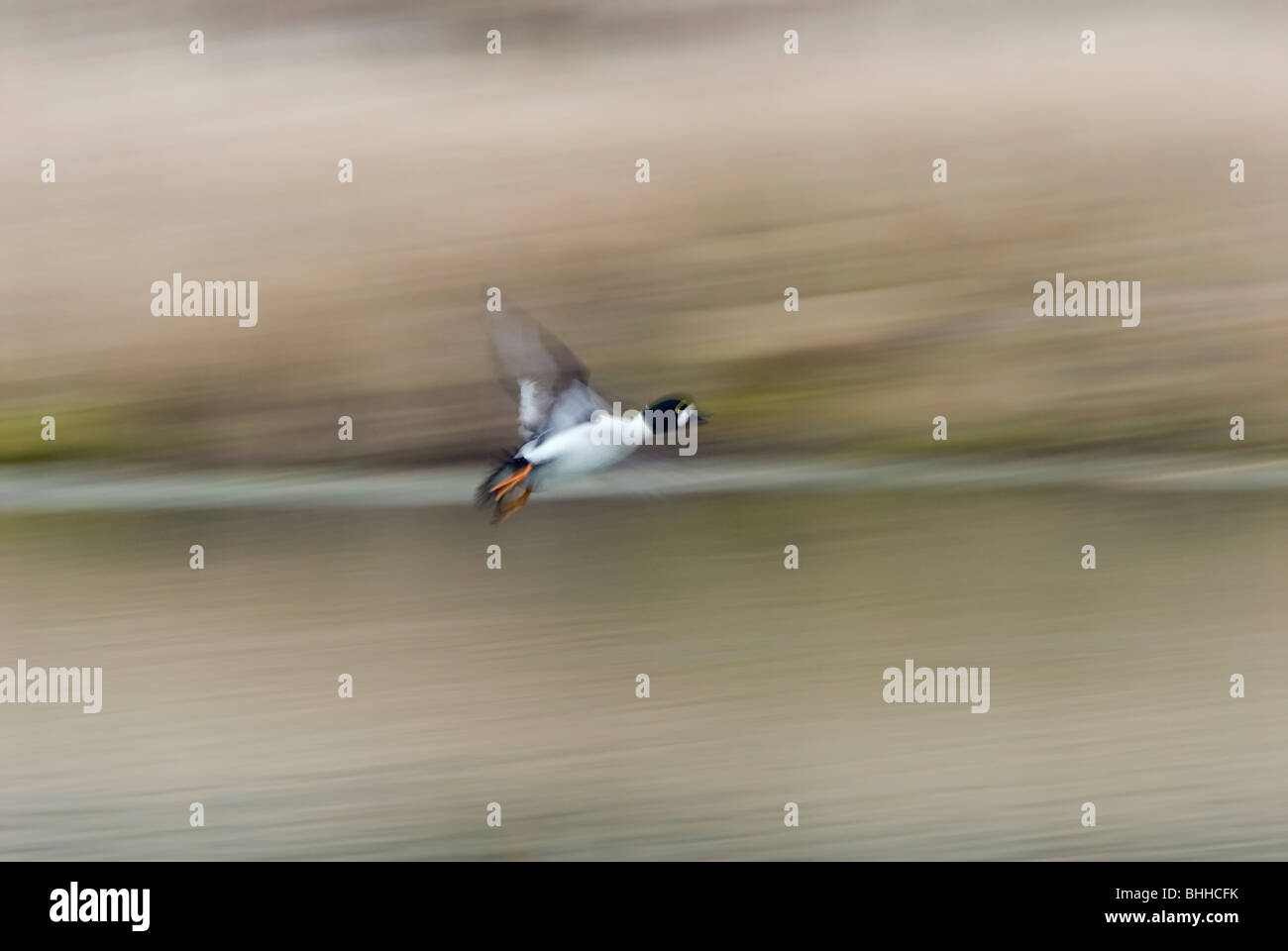 Goldeneye fliegen, Schweden. Stockfoto