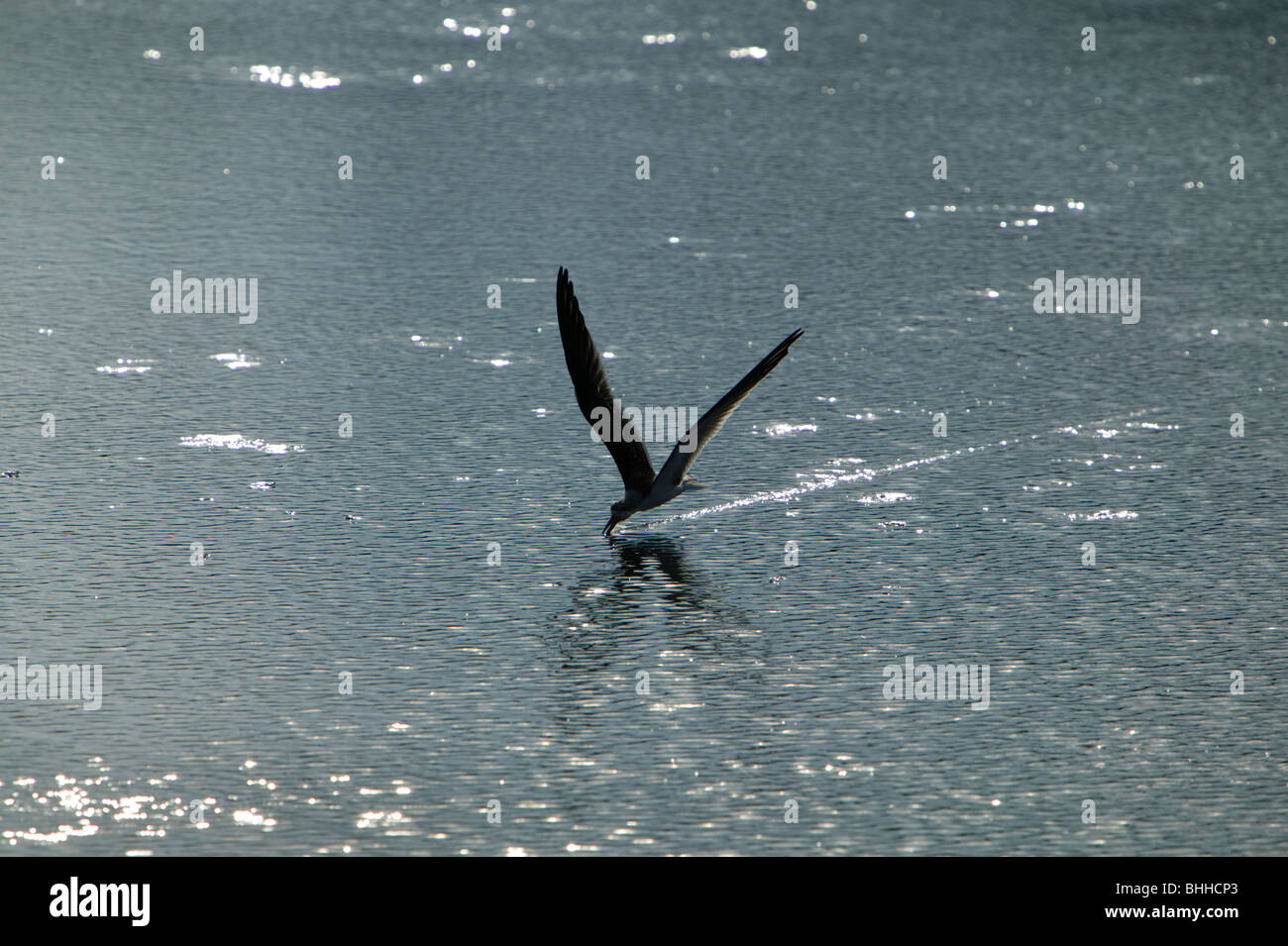 Schwarz-Skimmer auf der Suche nach Nahrung, Huntington Beach State Park, South Carolina, USA. Stockfoto