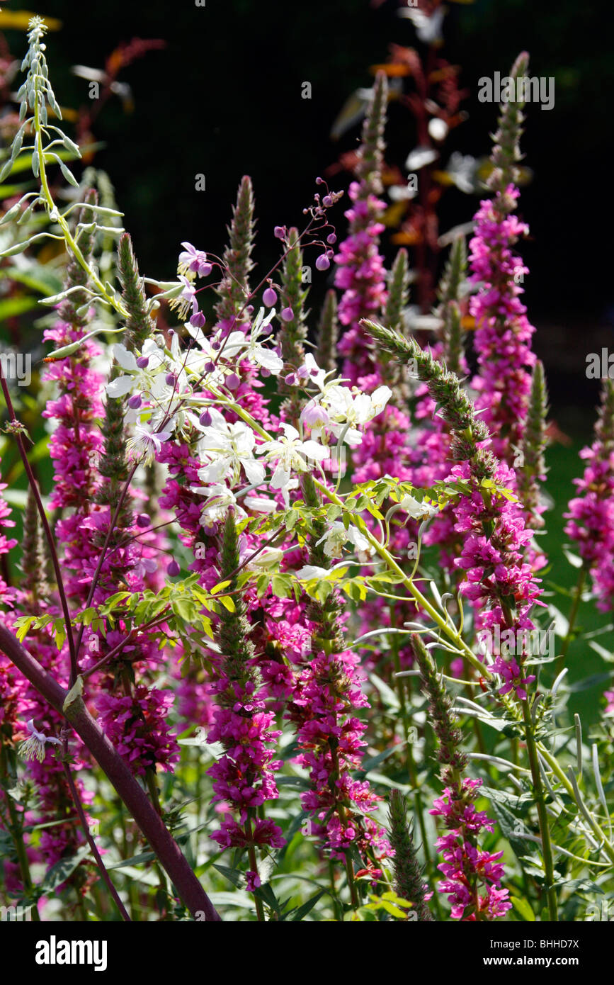 Kombination aus einem rosa Sorte Lytrhrum Purpurea und Chamerion Angustifolium 'Album' zu Pflanzen Stockfoto