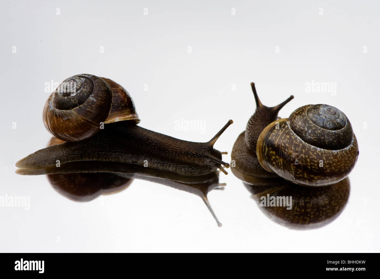 Schnecken auf einem Spiegel, Nahaufnahme, Schweden. Stockfoto