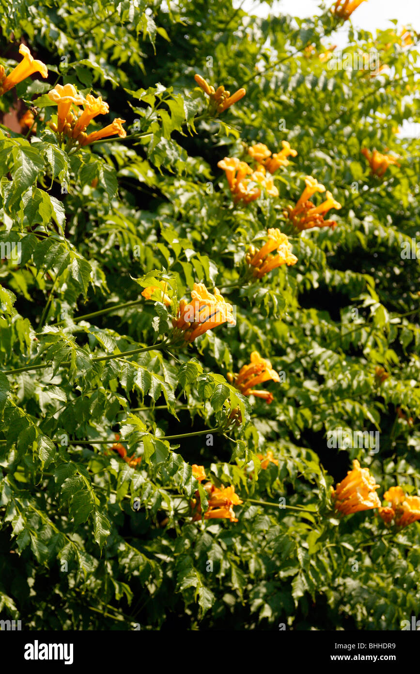 Campsis Radicans Flava "AGM" Stockfoto