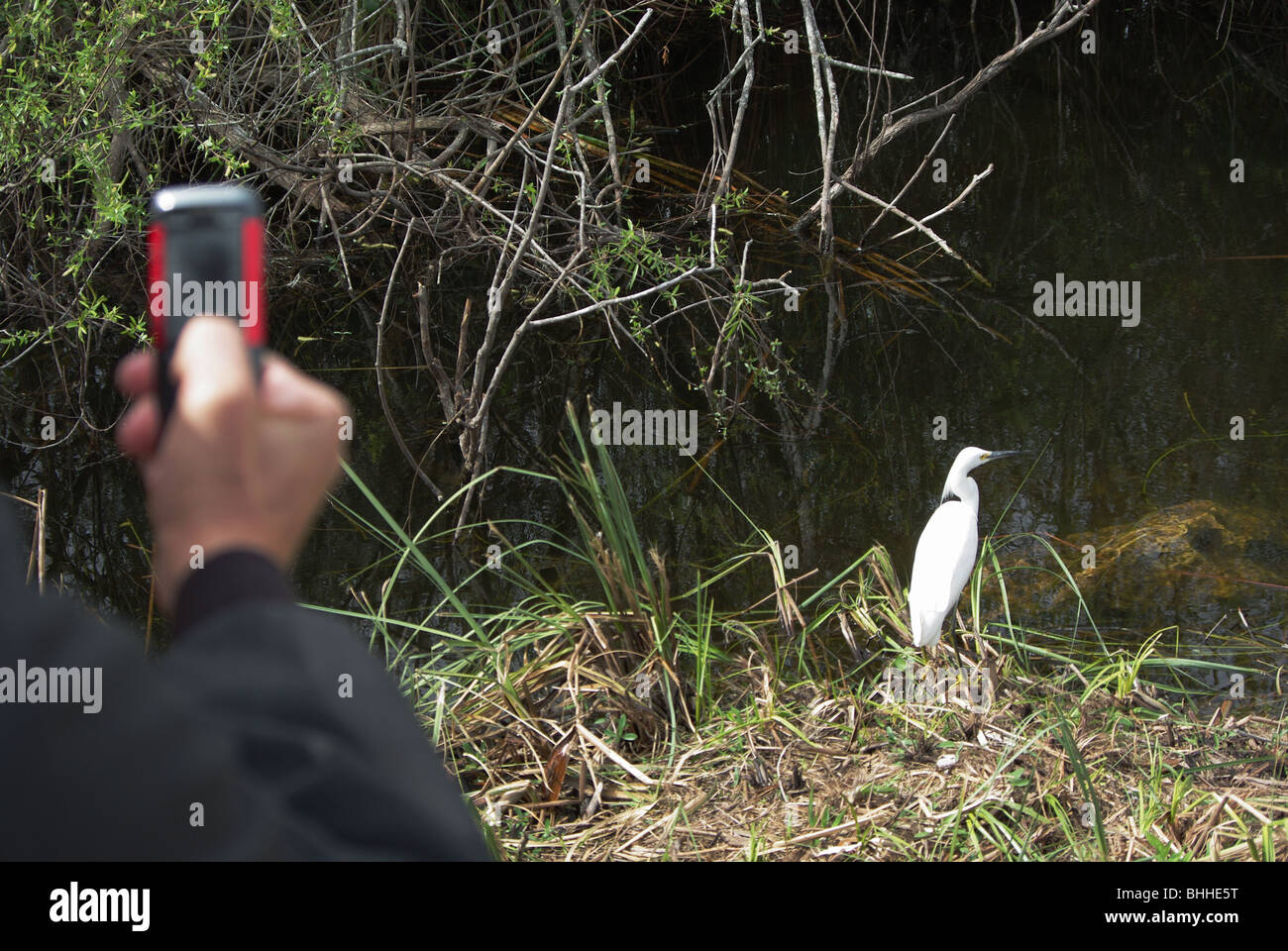 Man fotografiert einen Vogel (Snowy Reiher) mit Nokia-Handy in den Everglades National Park, Florida, USA Stockfoto