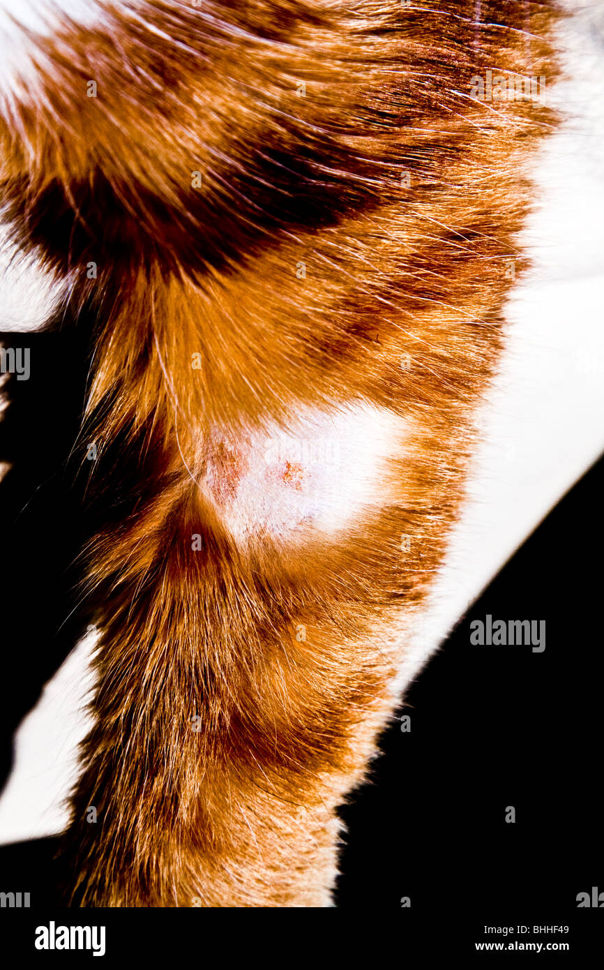Hauskatze mit rasierte Vorderbein Blutprobe genommen haben Stockfoto
