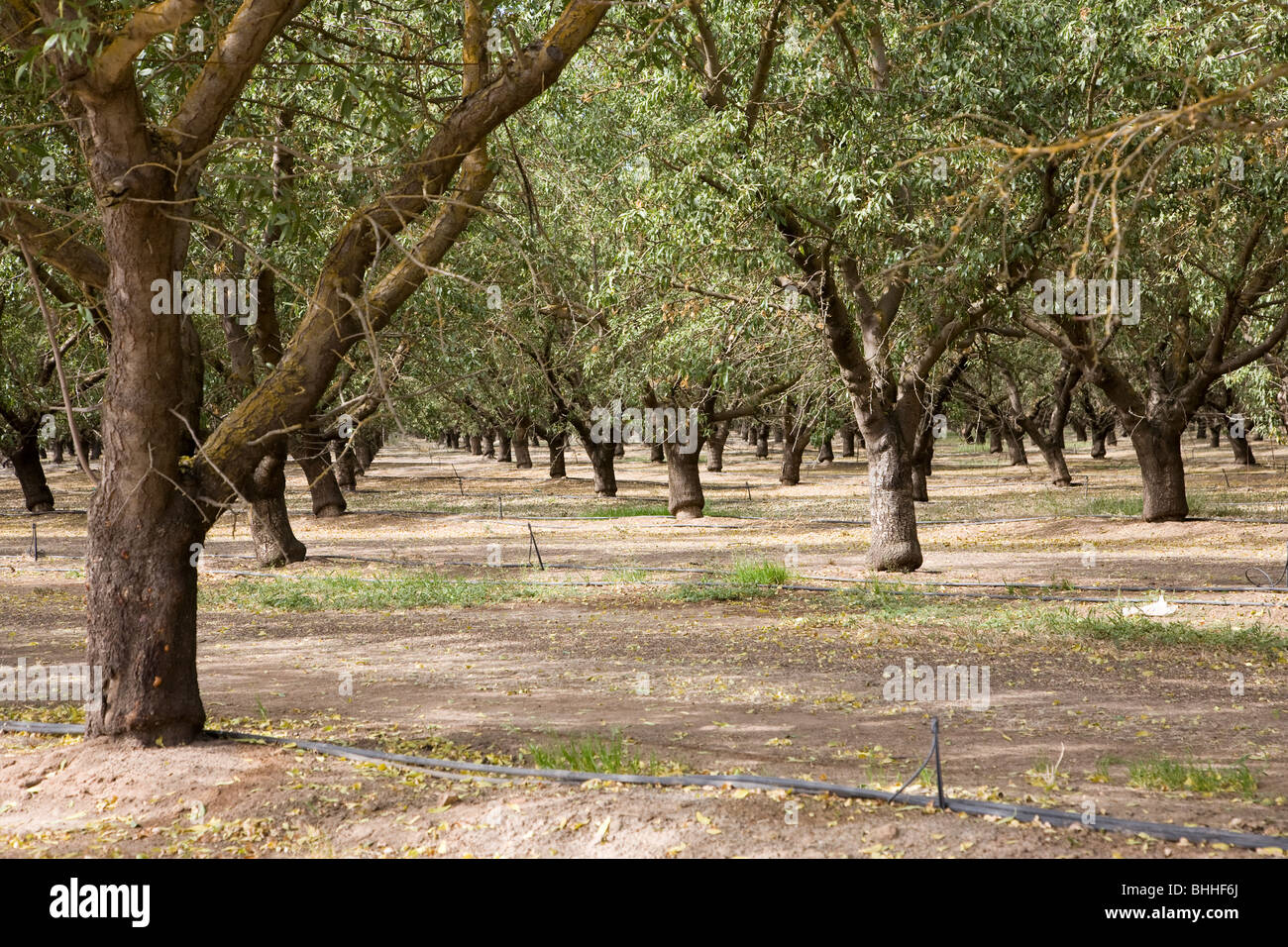 Mandel-Plantage in Kalifornien, USA Stockfoto