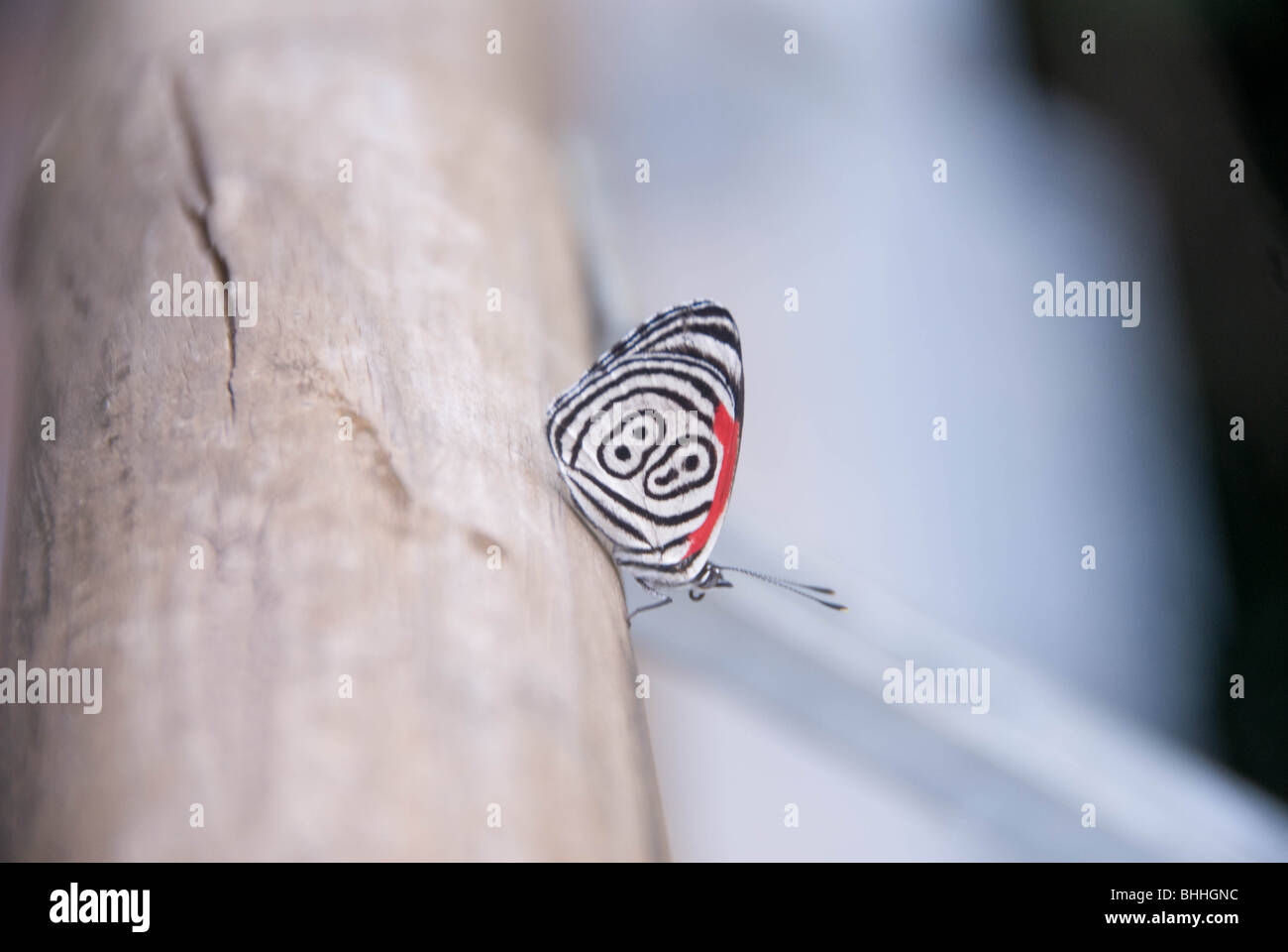 Annas achtundachtzig Schmetterling (Anna Diaethria). Stockfoto