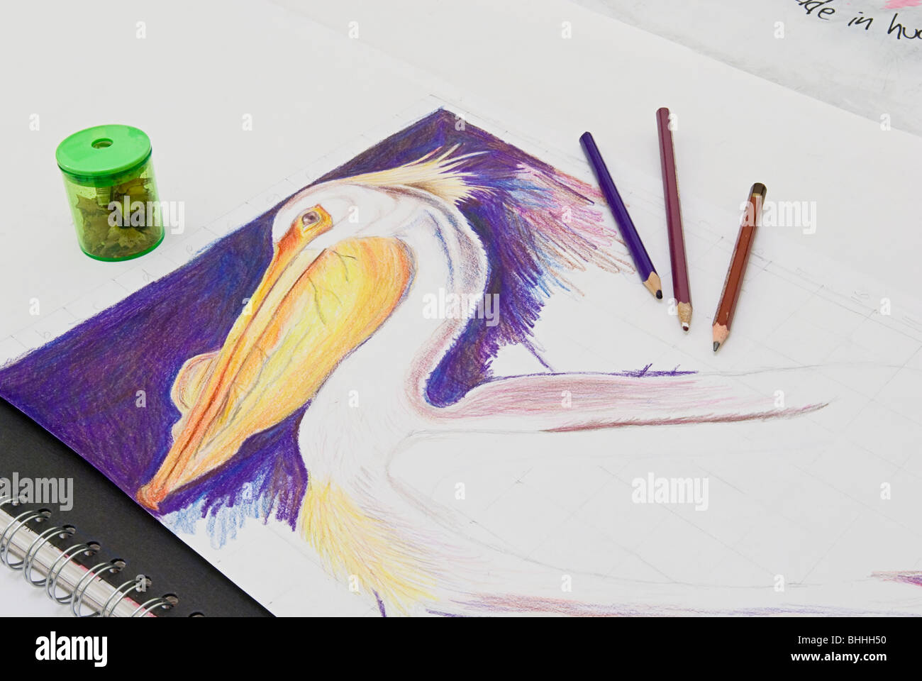 Zeichnung im Gange ein Pelikan Stockfoto