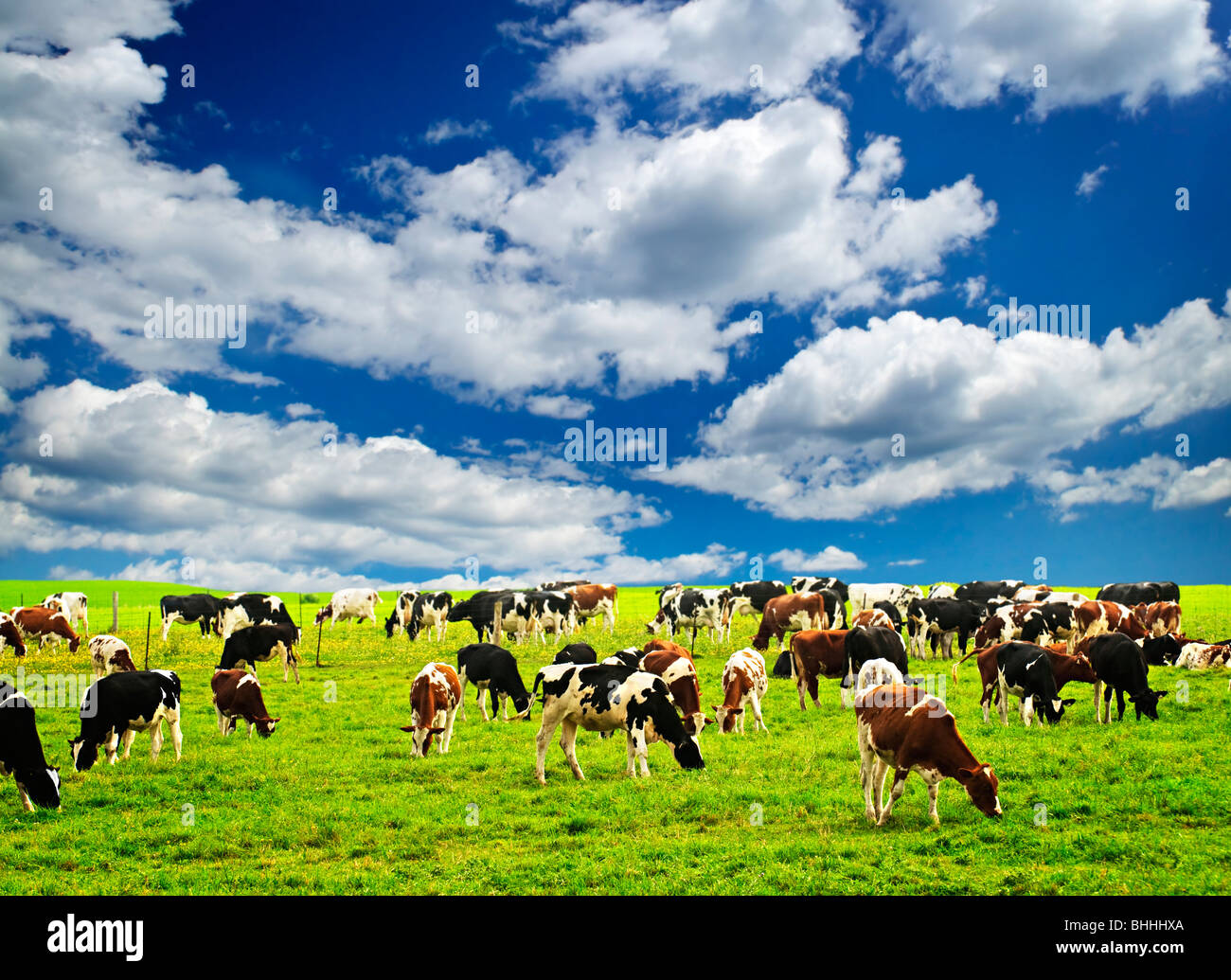 Grasende Kühe auf einer grünen Weide auf nachhaltige kleinen Bauernhof Stockfoto