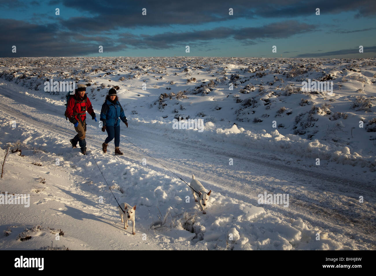 Zwei Personen loslaufende Hunde im Schnee unterwegs über die Blorenge Heide im Winter Wales UK Stockfoto