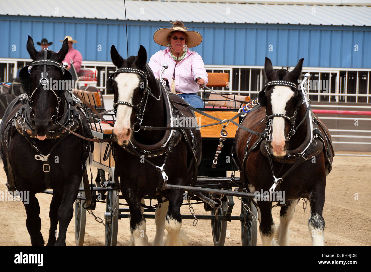 USA, Idaho, Boise, Western Idaho Fair, Entwurf Pferd Wettbewerb, drei nebeneinander Stockfoto