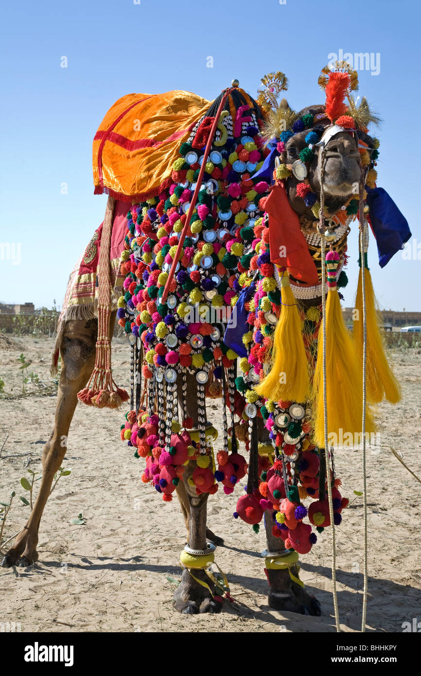 Kamel mit traditionellen Kostümen geschmückt. Jaisalmer Wüste Festival. Rajasthan. Indien Stockfoto