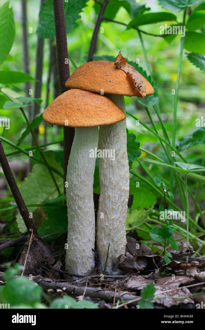 Süßes Paar - paar Espe Speisepilze im Wald unter einem Baum - Leccinum Aurantiacum Stockfoto