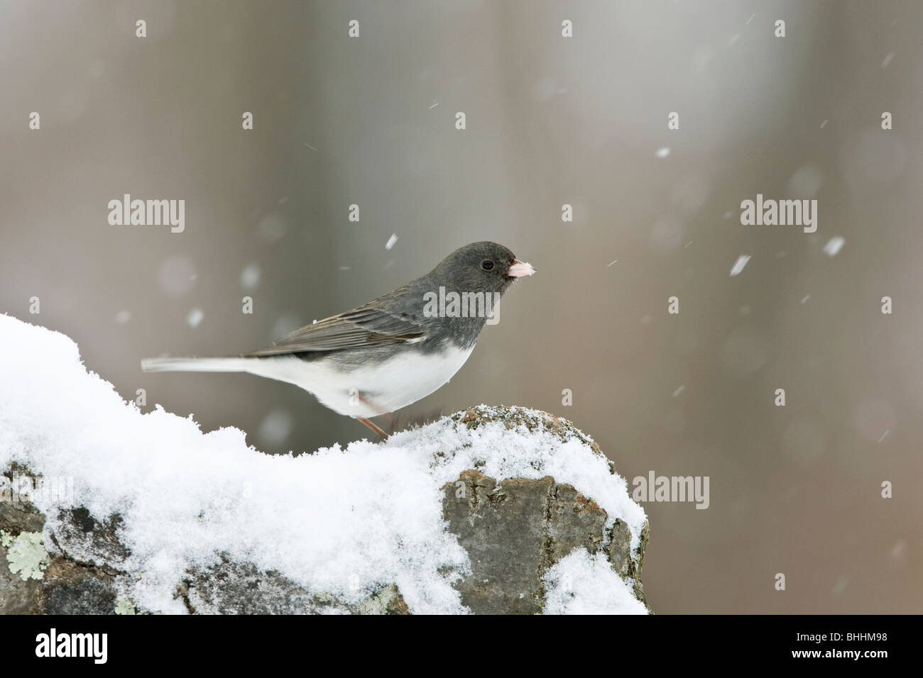Dunkel-gemustertes Junco im Schnee Stockfoto