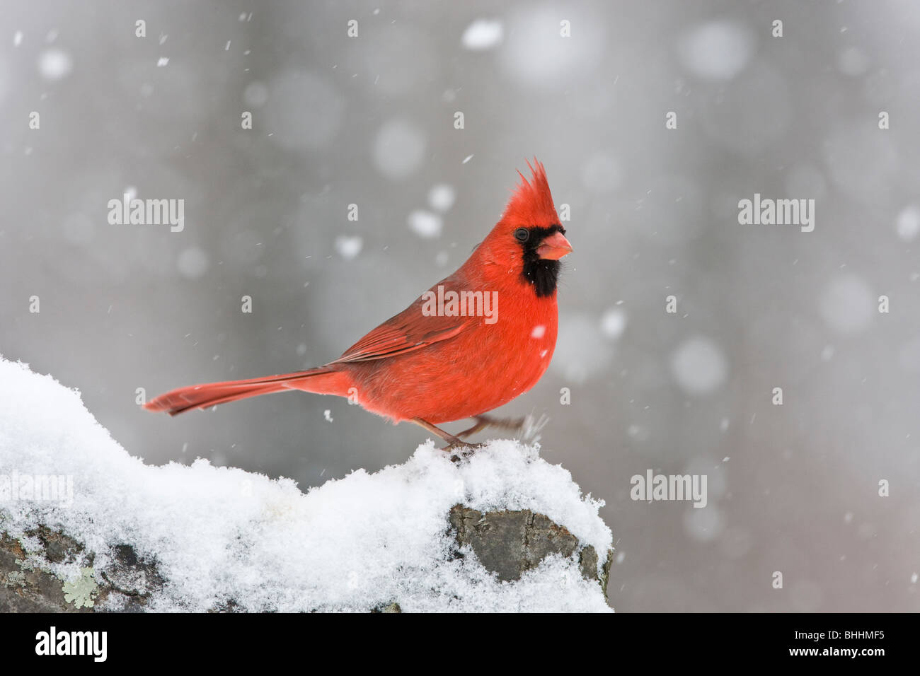 Nördlichen Kardinal im Schnee Stockfoto