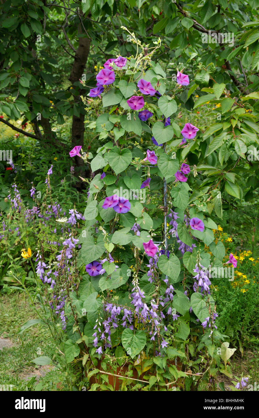 Gemeinsame morning glory (Ipomoea purpurea) Stockfoto