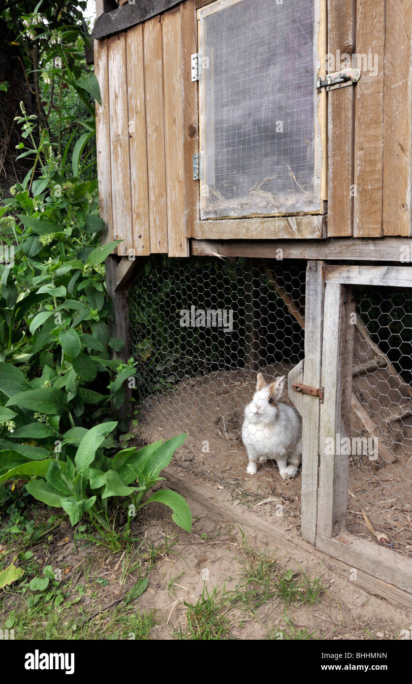 Kaninchen Stall in einem natürlichen Garten. Design: Susanna komischke Stockfoto