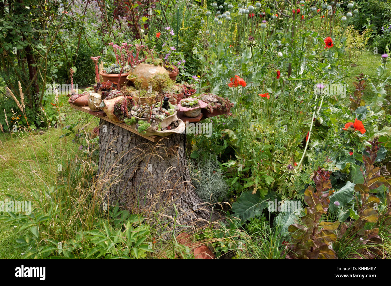 Container Garten mit Sukkulenten. Design: Susanna komischke Stockfoto