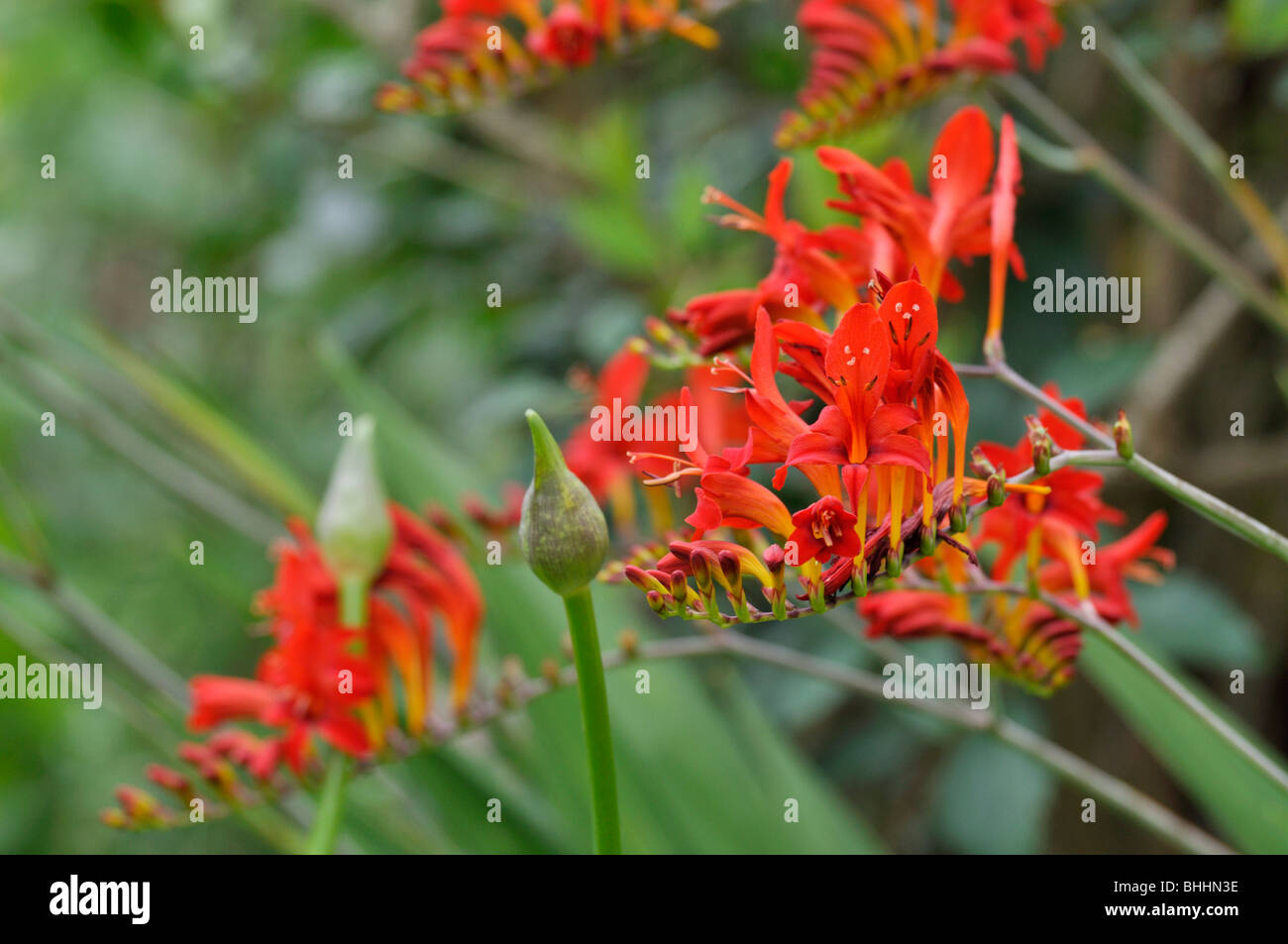 Montbretia (crocosmia x crocosmiiflora 'Lucifer') Stockfoto