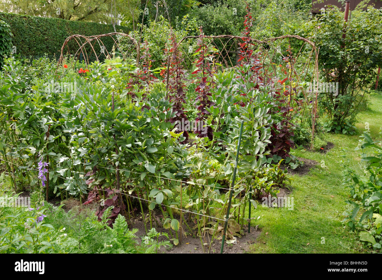 Bohne (Vicia faba) und rote Gartenorache (Atriplex hortensis var. rubra) in einem Gemüsegarten. Design: Susanna Komischke Stockfoto