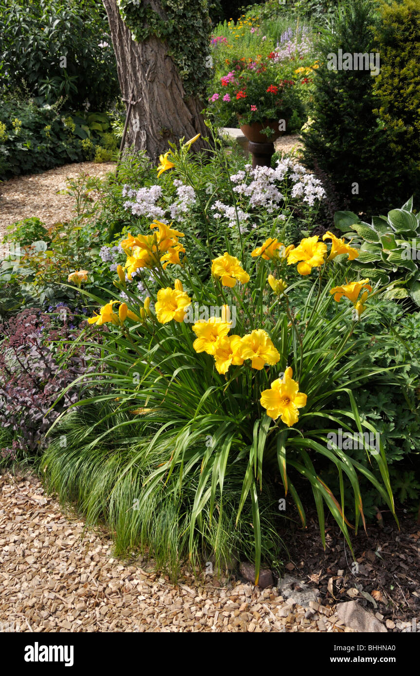 Tag Lily (hemerocallis) in einem beständigen Garten. Design: Marianne und Detlef lüdke Stockfoto