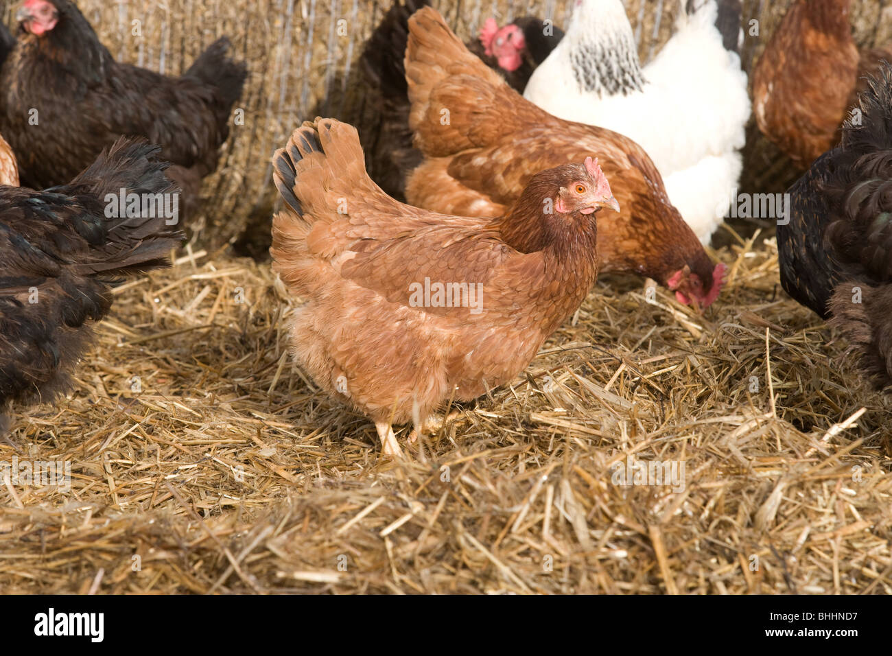 Freilandhaltung Bio-Hühner Stockfoto
