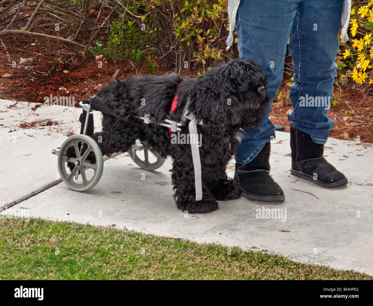 Ein Hund mit keine Hinterbeine aufgrund eines Unfalls umgeht auf beiden Hinterräder in Laguna Beach, Kalifornien. Stockfoto