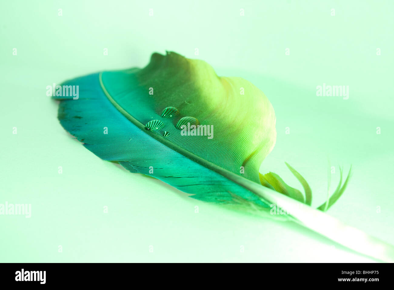 Ein Wassertropfen auf einer Feder blau und gold Ara Stockfoto