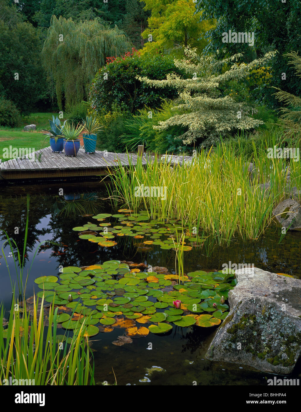 Vashon, WA Zeder Gehweg umgibt einen ruhigen Teich mit Seerosen und Gräser im Sommergarten Stockfoto