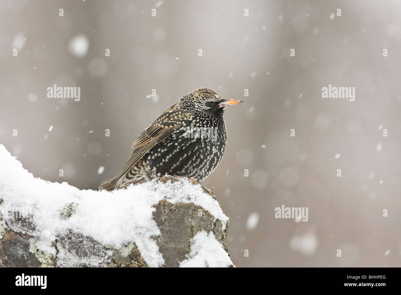 Europäische Starling im Schnee Stockfoto