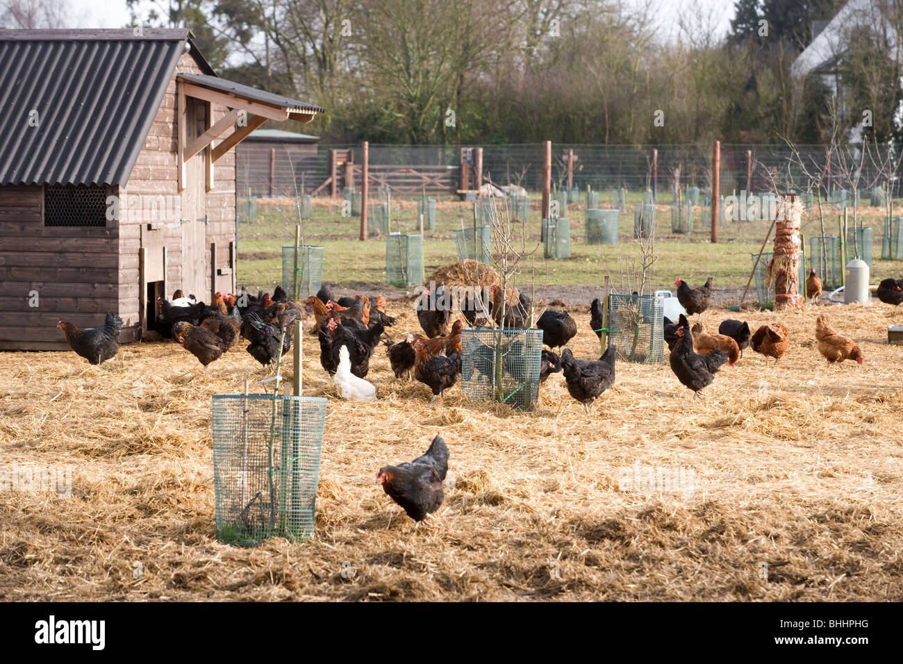 Freilandhaltung Bio-Hühner Stockfoto