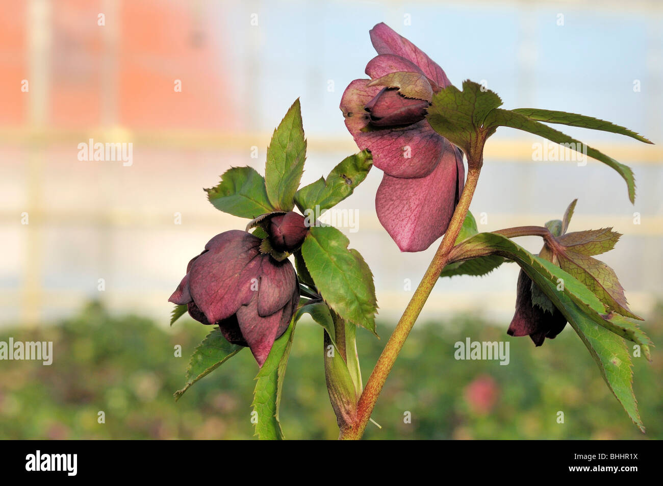 Helleborus Orientalis, allgemein bekannt als Helleborus oder Fastenzeit Rose. Helleborus umfasst mehr als 20 Arten. Viele Arten sind giftig. Stockfoto