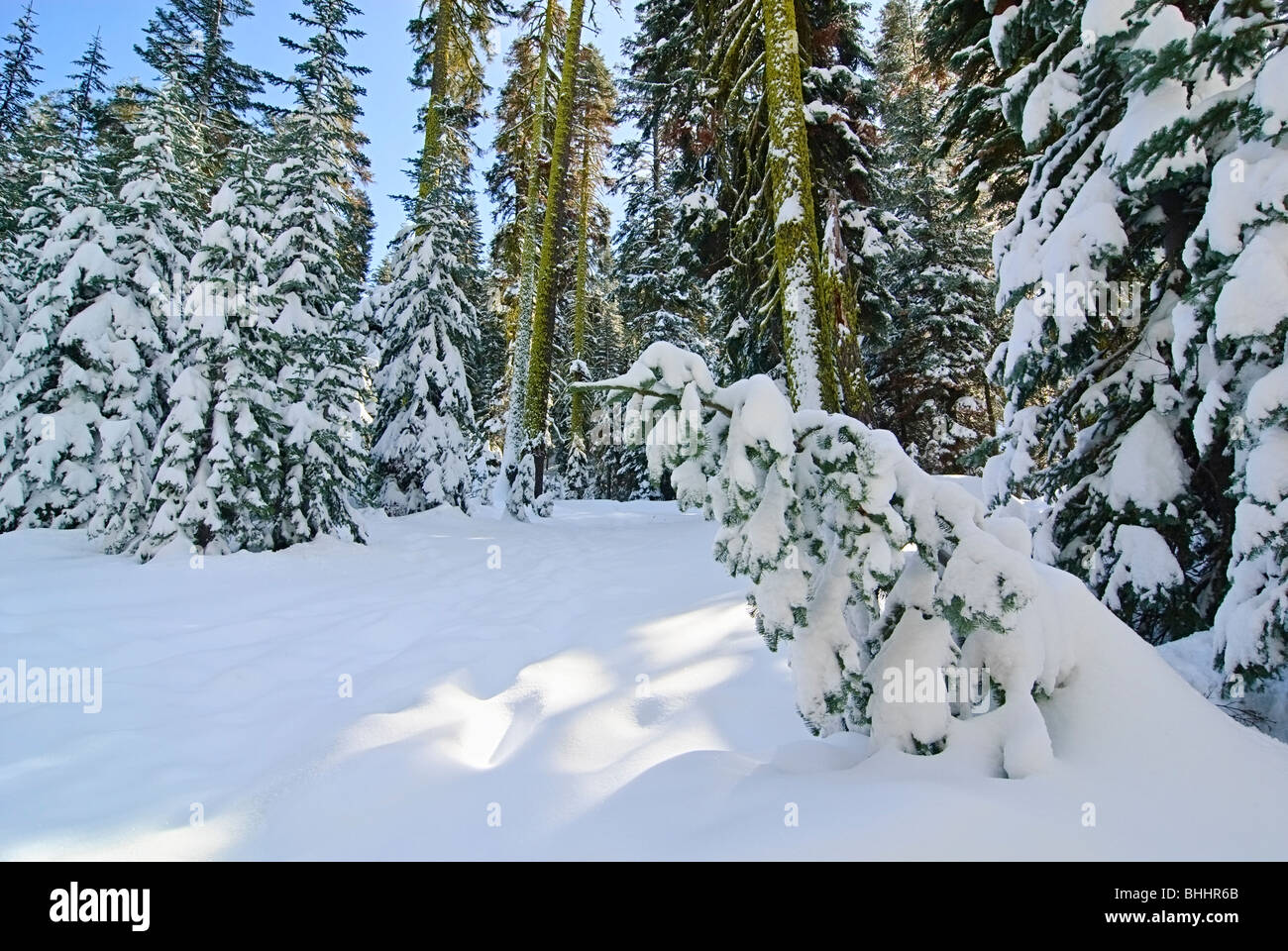 Winter-Wunderland der Badger Pass im Yosemite National Park Stockfoto