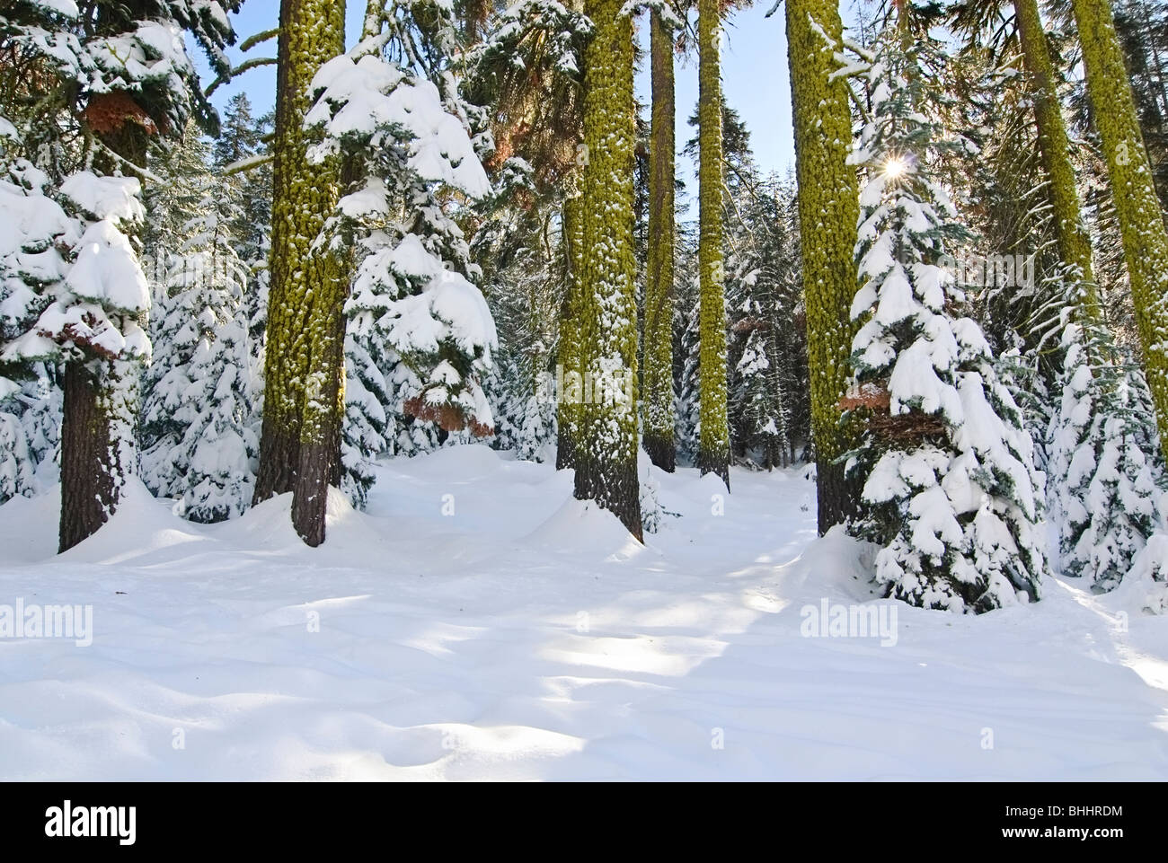 Winter-Wunderland der Badger Pass im Yosemite National Park Stockfoto