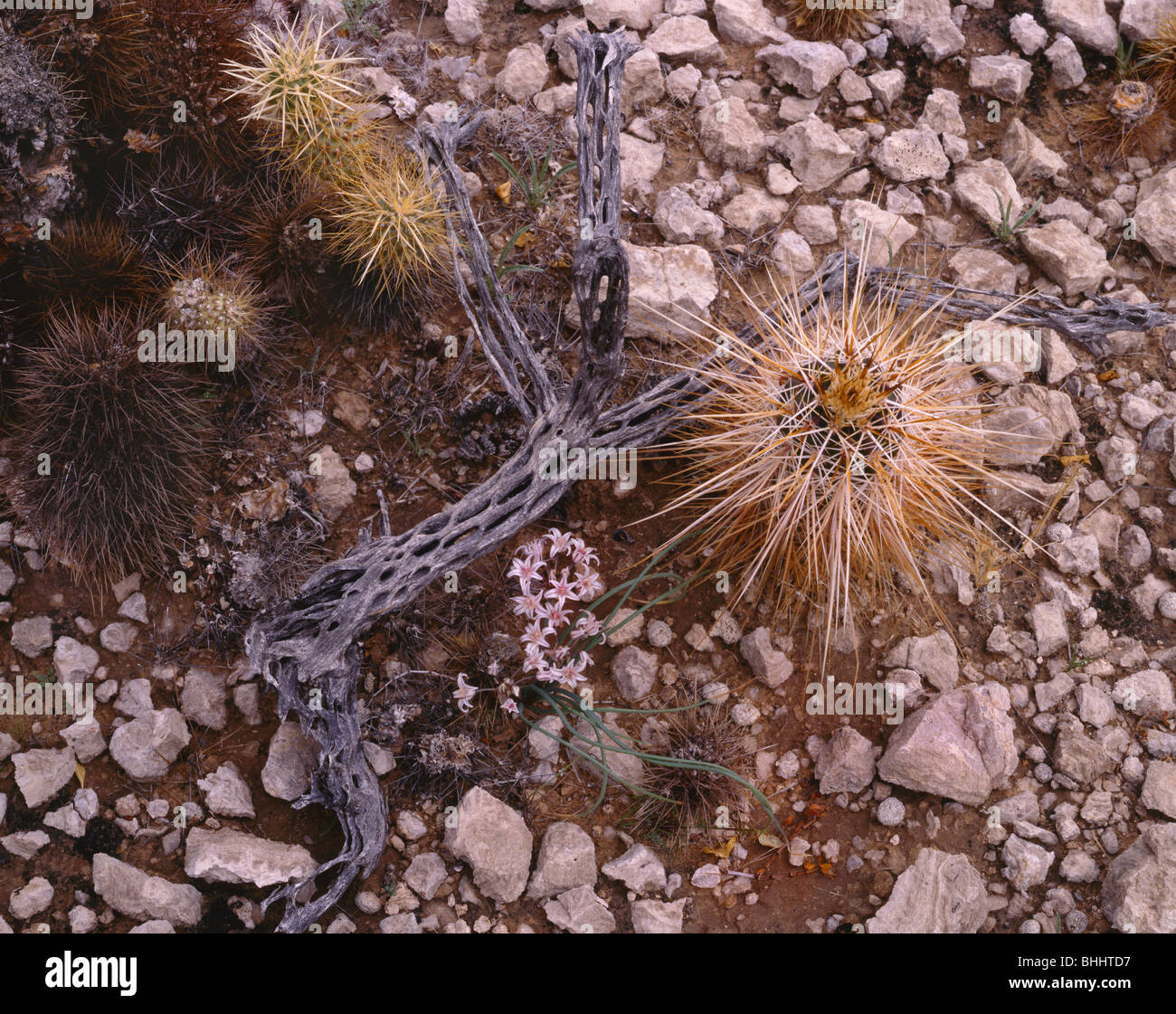 ARIZONA - Kaktus und Frühling Blumen am Charlie Bell Pass in Cabeza Prieta Spiel Zuflucht. Stockfoto