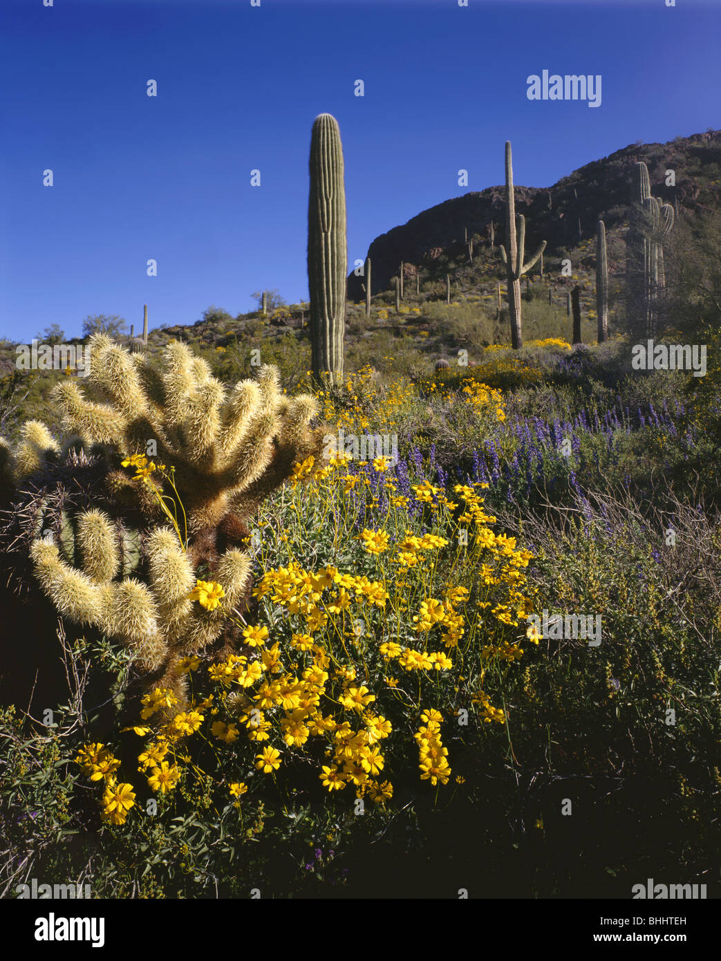 ARIZONA - Brittlebush in voller Blüte unter der Saguaro und Cholla Kaktus unten Picacho Peak im Picacho Peak State Park. Stockfoto