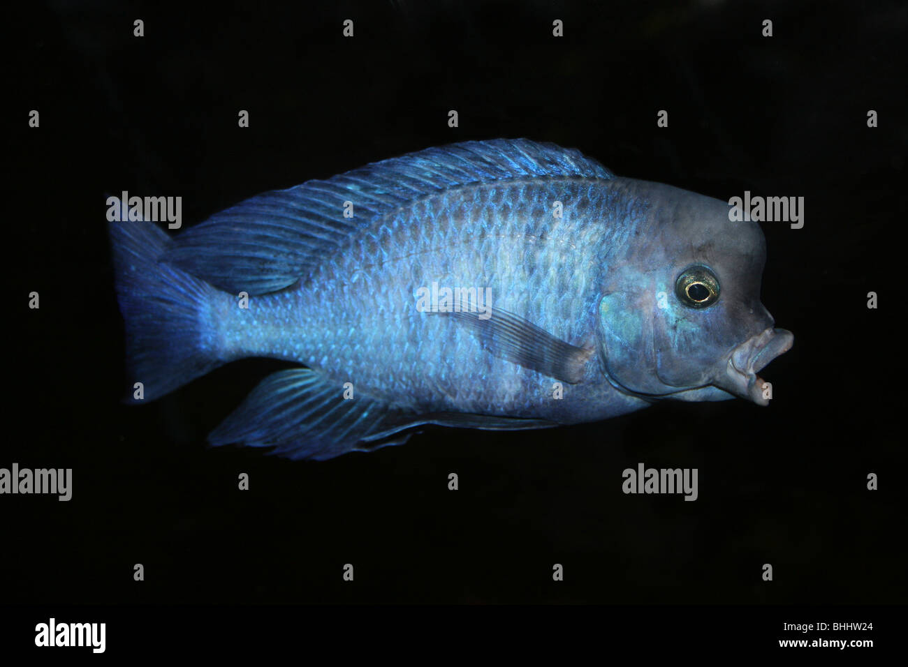 Malawisee Cichliden Pseudotropheus sp. Stockfoto